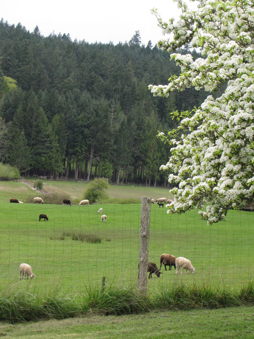 Ruckle Farm on Salt Spring Island