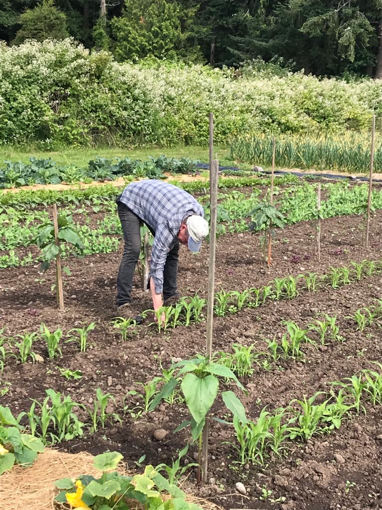 Mike gardening on Ruckle Farm.